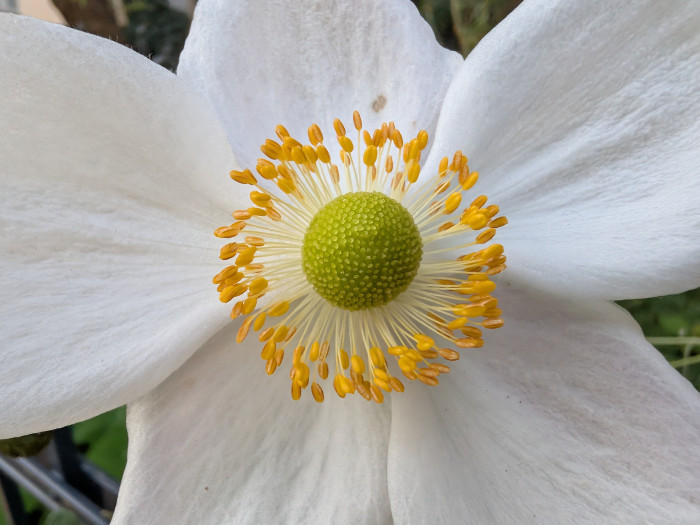 Mit beiden Smartphones können wir sehr nah an Objekte herangehen - hier eine mit dem Pixel gemachte Aufnahme. (Bild: Tobias Költzsch/Golem)